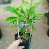 Cây sung ta siêu trái - Cây cảnh trong nhà, tán lá xanh mượt, giá chỉ 85.000₫ 2