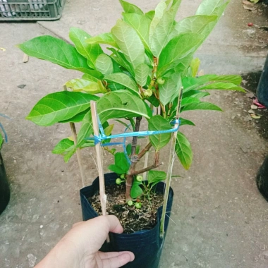 Cây sung ta siêu trái - Cây cảnh trong nhà, tán lá xanh mượt, giá chỉ 85.000₫
