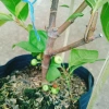 Cây sung ta siêu trái - Cây cảnh trong nhà, tán lá xanh mượt, giá chỉ 85.000₫ 3