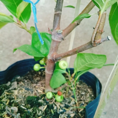 Cây sung ta siêu trái - Cây cảnh trong nhà, tán lá xanh mượt, giá chỉ 85.000₫ 3 Cây sung ta siêu trái - Cây cảnh trong nhà, tán lá xanh mượt, giá chỉ 85.000₫ 3