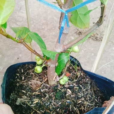 Cây sung ta siêu trái - Cây cảnh trong nhà, tán lá xanh mượt, giá chỉ 85.000₫