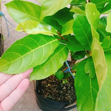 Cây sung ta siêu trái - Cây cảnh trong nhà, tán lá xanh mượt, giá chỉ 85.000₫