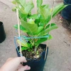 Cây sung ta siêu trái - Cây cảnh trong nhà, tán lá xanh mượt, giá chỉ 85.000₫ 6