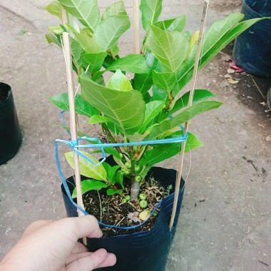 Cây sung ta siêu trái - Cây cảnh trong nhà, tán lá xanh mượt, giá chỉ 85.000₫ 6 Cây sung ta siêu trái - Cây cảnh trong nhà, tán lá xanh mượt, giá chỉ 85.000₫ 6