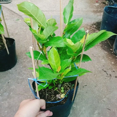 Cây sung ta siêu trái - Cây cảnh trong nhà, tán lá xanh mượt, giá chỉ 85.000₫