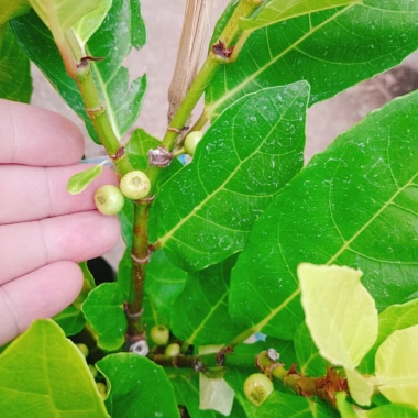 Cây sung ta siêu trái - Cây cảnh trong nhà, tán lá xanh mượt, giá chỉ 85.000₫ 9 Cây sung ta siêu trái - Cây cảnh trong nhà, tán lá xanh mượt, giá chỉ 85.000₫ 9