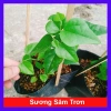 Cây sương sâm trơn ươm cành rễ ổn định giá chỉ 25.000đ khuyến mãi