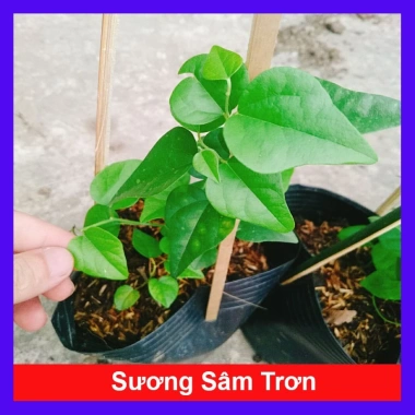 Cây sương sâm trơn ươm cành rễ ổn định giá chỉ 25.000đ khuyến mãi