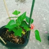 Cây sương sâm trơn ươm cành rễ ổn định giá chỉ 25.000đ khuyến mãi 3