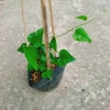 Cây sương sâm trơn ươm cành rễ ổn định giá chỉ 25.000đ khuyến mãi 4
