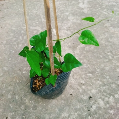 Cây sương sâm trơn ươm cành rễ ổn định giá chỉ 25.000đ khuyến mãi