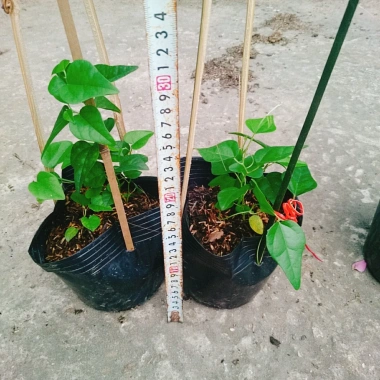 Cây sương sâm trơn ươm cành rễ ổn định giá chỉ 25.000đ khuyến mãi