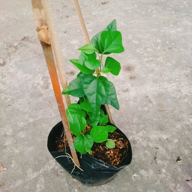 Cây sương sâm trơn ươm cành rễ ổn định giá chỉ 25.000đ khuyến mãi