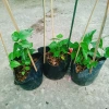 Cây sương sâm trơn ươm cành rễ ổn định giá chỉ 25.000đ khuyến mãi 8