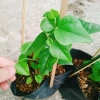 Cây sương sâm trơn ươm cành rễ ổn định giá chỉ 25.000đ khuyến mãi 9