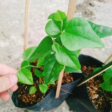 Cây sương sâm trơn ươm cành rễ ổn định giá chỉ 25.000đ khuyến mãi