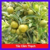Cây Tắc Cẩm Thạch - Cây cảnh để bàn, giảm còn 55.000₫, xanh mát, chăm sóc dễ dàng