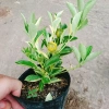 Cây Tắc Cẩm Thạch - Cây cảnh để bàn, giảm còn 55.000₫, xanh mát, chăm sóc dễ dàng 2