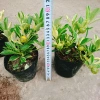 Cây Tắc Cẩm Thạch - Cây cảnh để bàn, giảm còn 55.000₫, xanh mát, chăm sóc dễ dàng 3