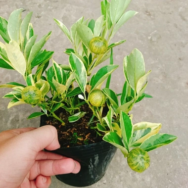 Cây Tắc Cẩm Thạch - Cây cảnh để bàn, giảm còn 55.000₫, xanh mát, chăm sóc dễ dàng 4