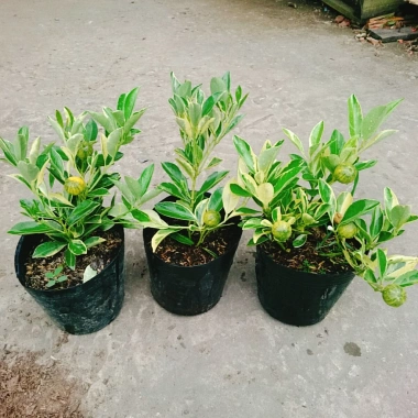 Cây Tắc Cẩm Thạch - Cây cảnh để bàn, giảm còn 55.000₫, xanh mát, chăm sóc dễ dàng 5