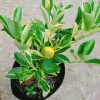 Cây Tắc Cẩm Thạch - Cây cảnh để bàn, giảm còn 55.000₫, xanh mát, chăm sóc dễ dàng 6