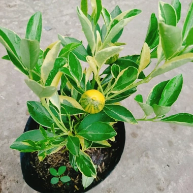 Cây Tắc Cẩm Thạch - Cây cảnh để bàn, giảm còn 55.000₫, xanh mát, chăm sóc dễ dàng 6