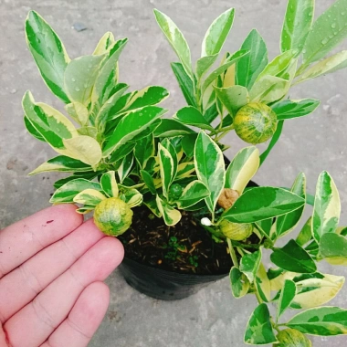 Cây Tắc Cẩm Thạch - Cây cảnh để bàn, giảm còn 55.000₫, xanh mát, chăm sóc dễ dàng 7