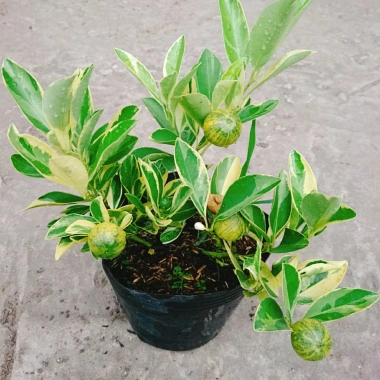 Cây Tắc Cẩm Thạch - Cây cảnh để bàn, giảm còn 55.000₫, xanh mát, chăm sóc dễ dàng 9