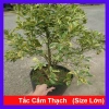 Cây tắc cẩm thạch hạnh cẩm thạch 3 tuổi cao 60-100cm chậu cho hoa quả giá 350.000₫