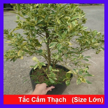 Cây tắc cẩm thạch hạnh cẩm thạch 3 tuổi cao 60-100cm chậu cho hoa quả giá 350.000₫