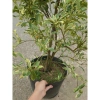 Cây tắc cẩm thạch hạnh cẩm thạch 3 tuổi cao 60-100cm chậu cho hoa quả giá 350.000₫ 2