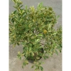 Cây tắc cẩm thạch hạnh cẩm thạch 3 tuổi cao 60-100cm chậu cho hoa quả giá 350.000₫ 3