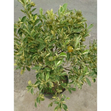Cây tắc cẩm thạch hạnh cẩm thạch 3 tuổi cao 60-100cm chậu cho hoa quả giá 350.000₫ 3 Cây tắc cẩm thạch hạnh cẩm thạch 3 tuổi cao 60-100cm chậu cho hoa quả giá 350.000₫ 3
