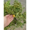 Cây tắc cẩm thạch hạnh cẩm thạch 3 tuổi cao 60-100cm chậu cho hoa quả giá 350.000₫ 4