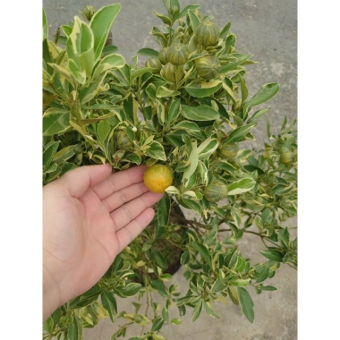 Cây tắc cẩm thạch hạnh cẩm thạch 3 tuổi cao 60-100cm chậu cho hoa quả giá 350.000₫