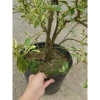 Cây tắc cẩm thạch hạnh cẩm thạch 3 tuổi cao 60-100cm chậu cho hoa quả giá 350.000₫ 6