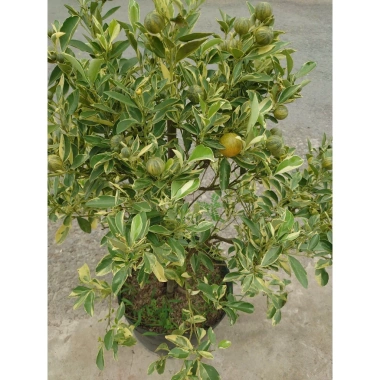 Cây tắc cẩm thạch hạnh cẩm thạch 3 tuổi cao 60-100cm chậu cho hoa quả giá 350.000₫ 7 Cây tắc cẩm thạch hạnh cẩm thạch 3 tuổi cao 60-100cm chậu cho hoa quả giá 350.000₫ 7