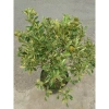 Cây tắc cẩm thạch hạnh cẩm thạch 3 tuổi cao 60-100cm chậu cho hoa quả giá 350.000₫ 8