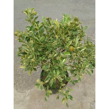 Cây tắc cẩm thạch hạnh cẩm thạch 3 tuổi cao 60-100cm chậu cho hoa quả giá 350.000₫