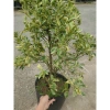 Cây tắc cẩm thạch hạnh cẩm thạch 3 tuổi cao 60-100cm chậu cho hoa quả giá 350.000₫ 9
