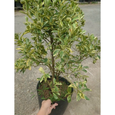 Cây tắc cẩm thạch hạnh cẩm thạch 3 tuổi cao 60-100cm chậu cho hoa quả giá 350.000₫