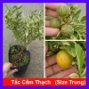 Cây tắc cẩm thạch hạnh cẩm thạch size trung chậu cây đang cho hoa quả - Giá ưu đãi 65.000đ