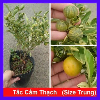 Cây tắc cẩm thạch hạnh cẩm thạch size trung chậu cây đang cho hoa quả - Giá ưu đãi 65.000đ