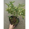 Cây tắc cẩm thạch hạnh cẩm thạch size trung chậu cây đang cho hoa quả - Giá ưu đãi 65.000đ 2