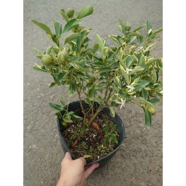 Cây tắc cẩm thạch hạnh cẩm thạch size trung chậu cây đang cho hoa quả - Giá ưu đãi 65.000đ