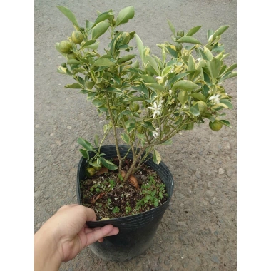 Cây tắc cẩm thạch hạnh cẩm thạch size trung chậu cây đang cho hoa quả - Giá ưu đãi 65.000đ