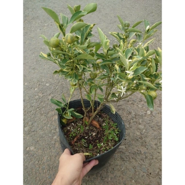 Cây tắc cẩm thạch hạnh cẩm thạch size trung chậu cây đang cho hoa quả - Giá ưu đãi 65.000đ