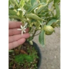 Cây tắc cẩm thạch hạnh cẩm thạch size trung chậu cây đang cho hoa quả - Giá ưu đãi 65.000đ 5