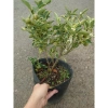 Cây tắc cẩm thạch hạnh cẩm thạch size trung chậu cây đang cho hoa quả - Giá ưu đãi 65.000đ 6